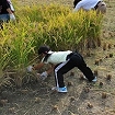 mama farm レンタル農園（稲作）